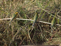 vogel 3