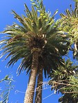 overal palmen