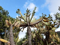 in de botanische tuin