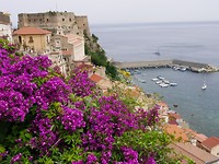 bloemen in Scilla