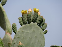 macro