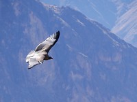 condor