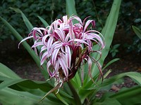 tropische plantengroei