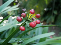 plantengroei