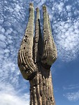 gewoon een mooie cactus