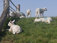 lammetjes