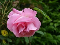 roos