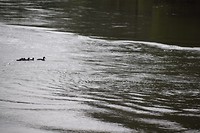 DSC_0575