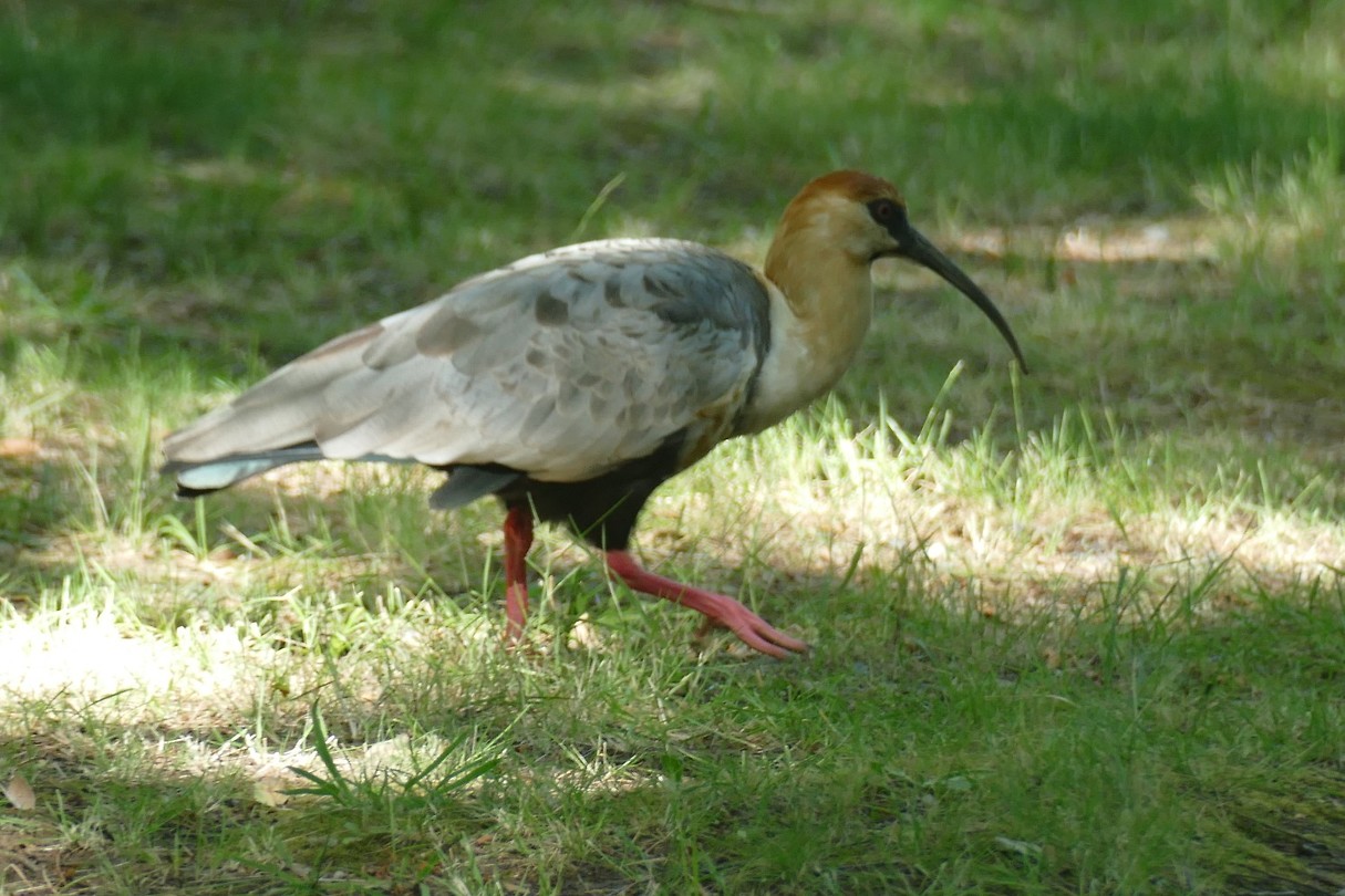 wat is dit voor een vogel? | Foto | Wim en José’s reisblog