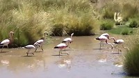 mooie filmpje flamingo's