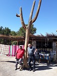 Cardon boom, de locals maken er mooie souvenirs van.