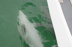 Dolfijnen voor de boot in Mandurah