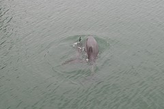 Dolfijnen in de haven van Mandurah