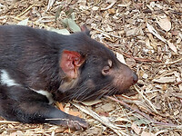 Tasminian Devil