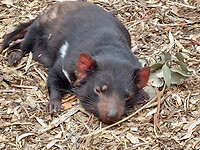 Luie Tasmanian Devil