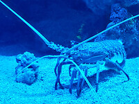 Crayfish