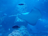 Stingray