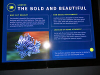 The bold and the beautiful