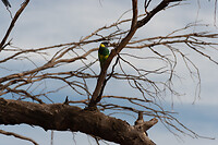 Wildlife