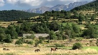 Wild horses, hebben alle vrijheid hier en lopen van weiland naar weiland