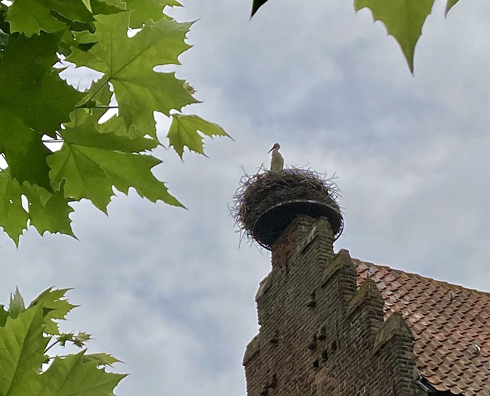Ooievaarsnest MET ooievaar