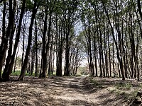 Zwartgeblakerde bomen