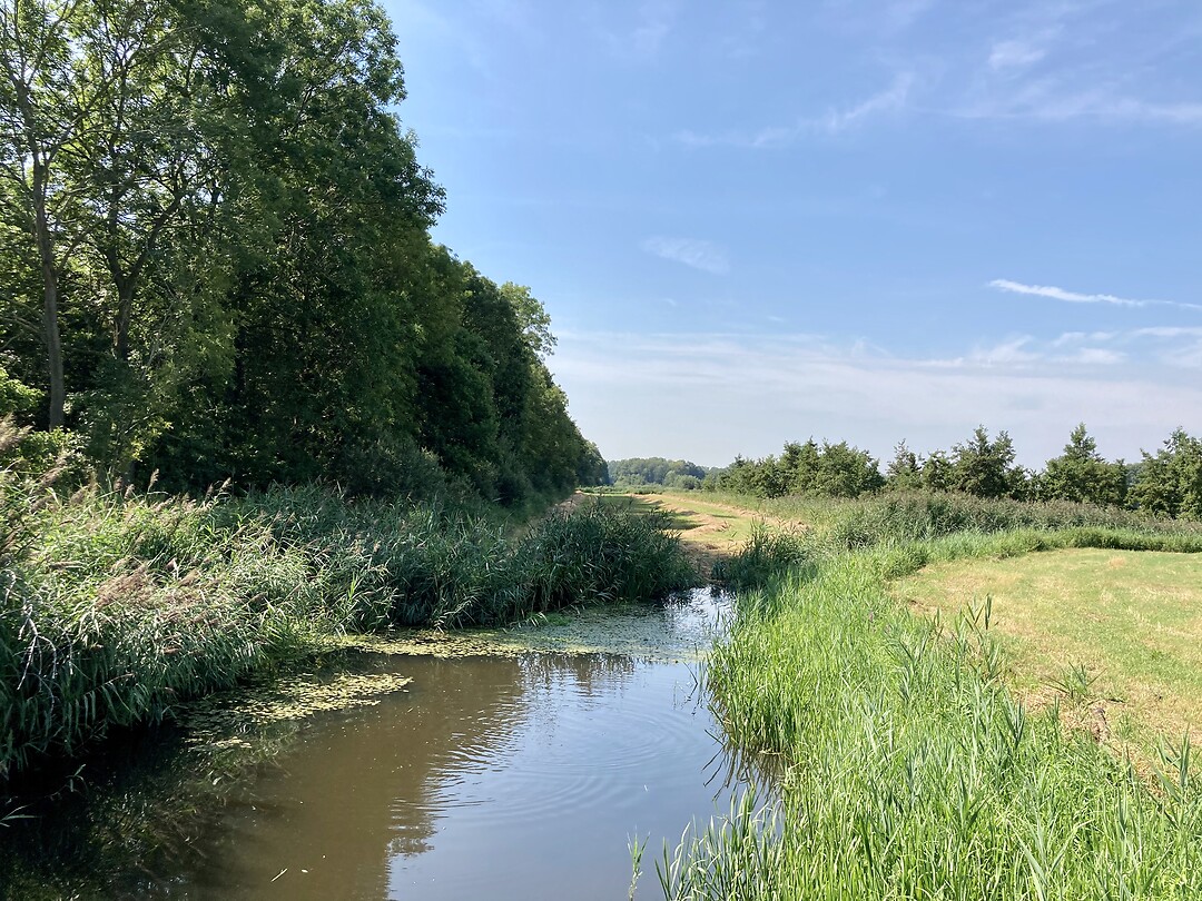 Beekje