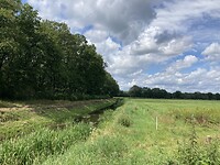 Beekjes