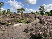 Heidelandschap bij Brimham Rocks
