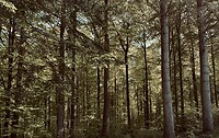 Af en toe ook typisch ardennen naaldbomen