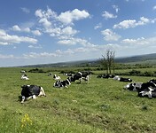 Cows are cool 🐄