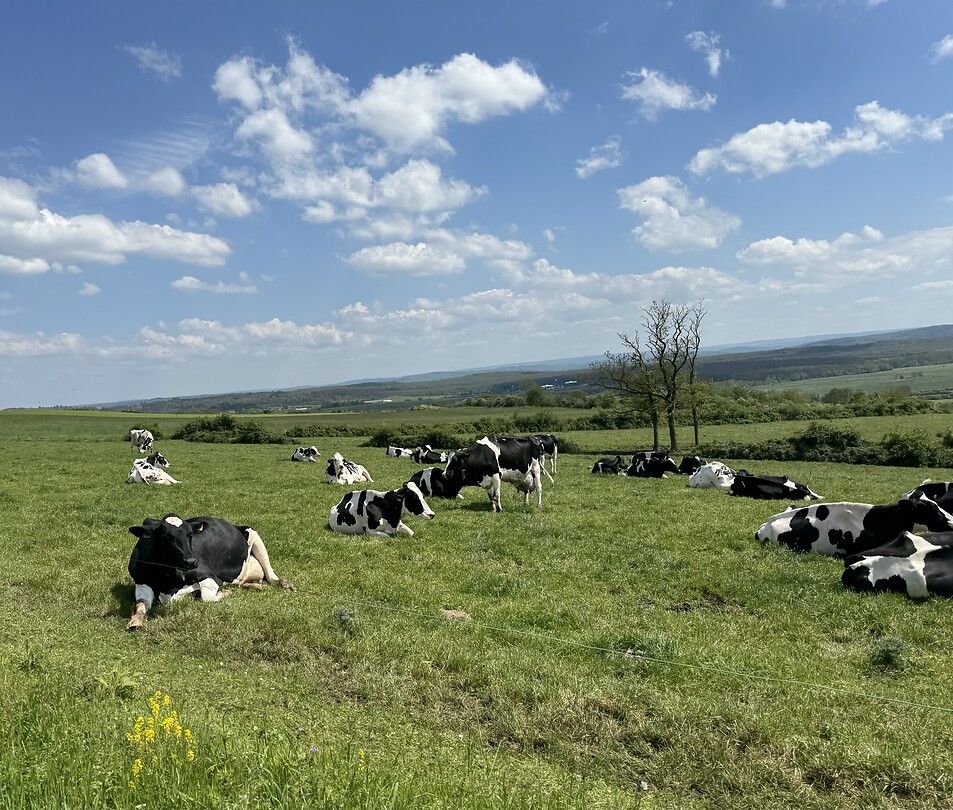 Cows are cool 🐄