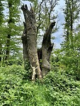 Nog een Jezus in het bos 🌳