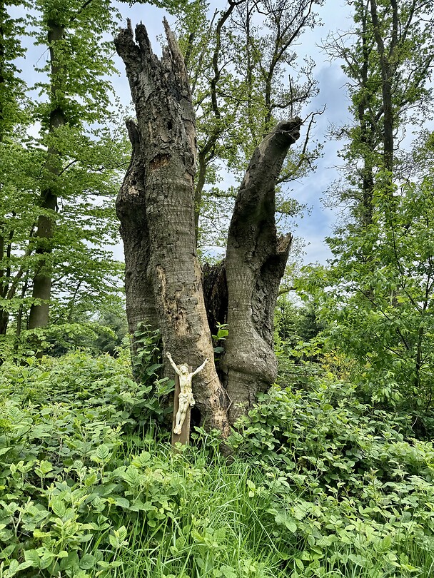 Nog een Jezus in het bos 🌳