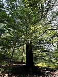 Big tree 🌳