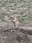 Prairie dog