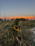 Sunset & sunflower