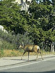 Bambi 1