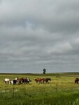Horses