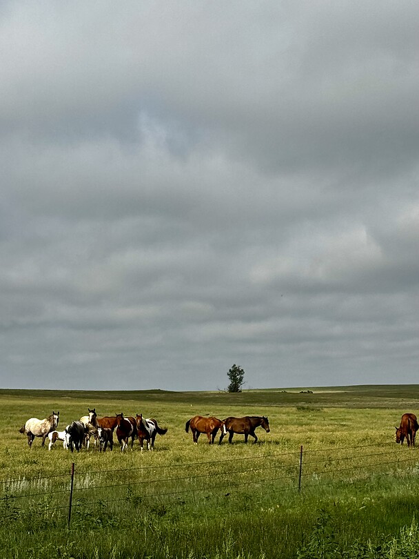 Horses