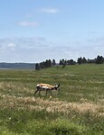 Pronghorn