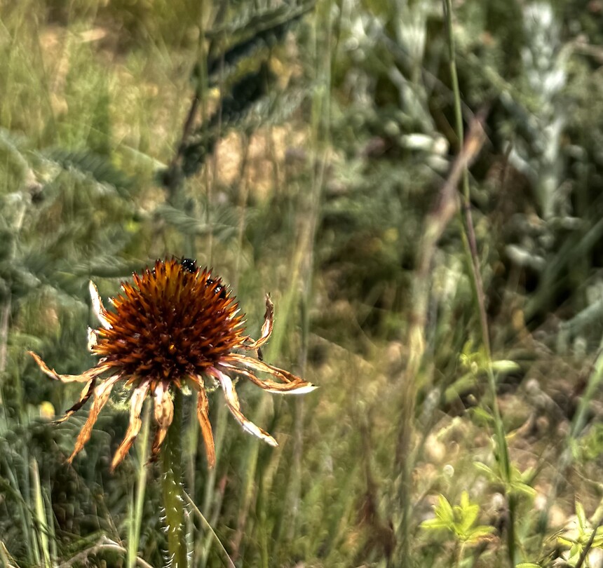 Prairie bloem