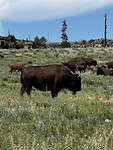 Papa buffalo