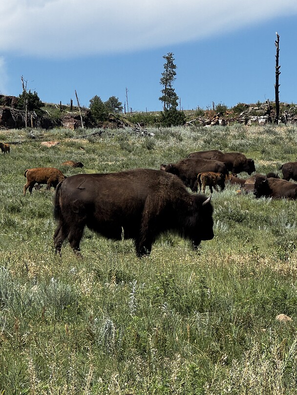 Papa buffalo