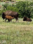 Mama buffalo en mini buffalo