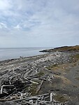 Driftwood