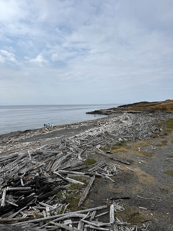 Driftwood