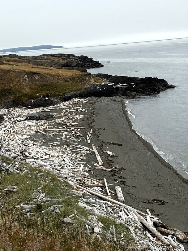 Driftwood everywhere