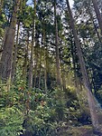 Into the trees