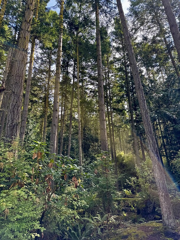 Into the trees